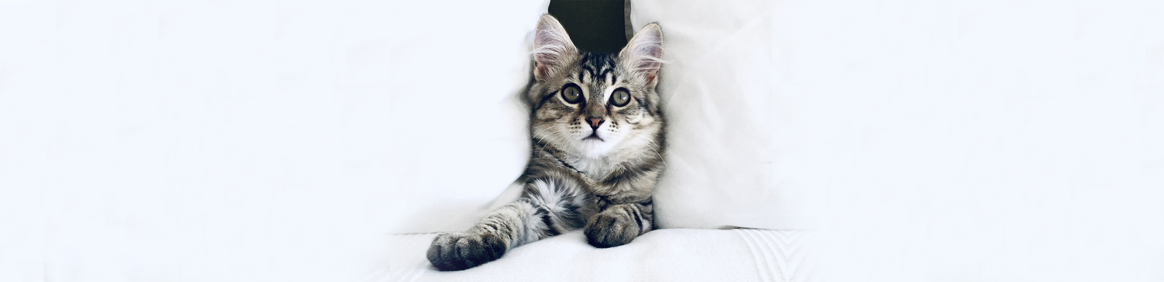 nutmeg the cat between cushions